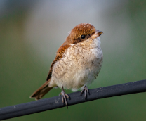 ������ ��������