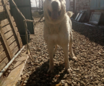 ��� ��������