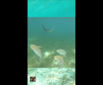 ��������� ����