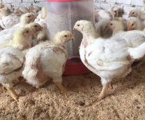 ���� �����