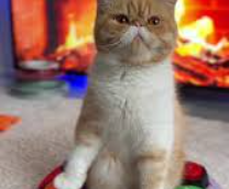 ��� �������